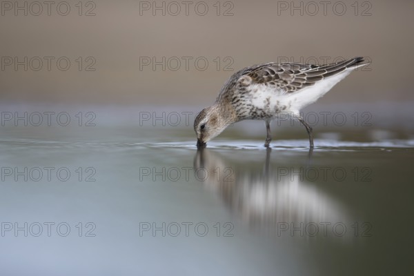 Dunlin (Calidris alpina) foraging, Mecklenburg-Western Pomerania, Germany