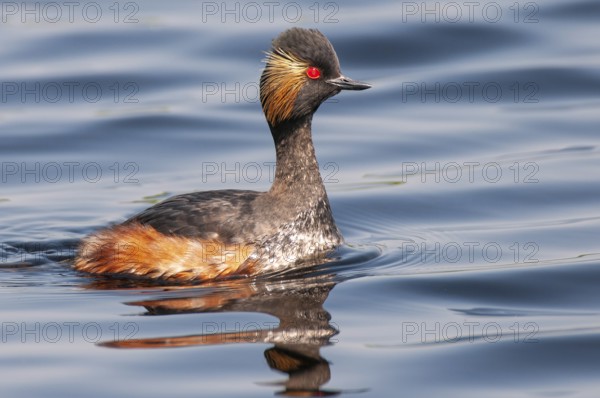 Black-necked Grebe (Podiceps nigricollis) in its plumage, Goldenstedter Moor, Goldenstedt, Lower Saxony, Germany
