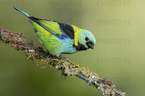 Green-headed Tanager (Tangara seledon) perched on a branch in the Atlantic Rainforest of Brazil
