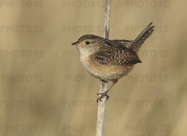Sedge Wren (Cistothorus platensis), Minnesota, USA
