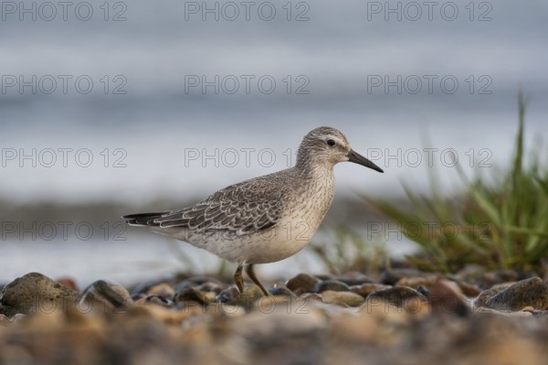 Red Knot (Calidris canutus), Schleswig-Holstein, Germany