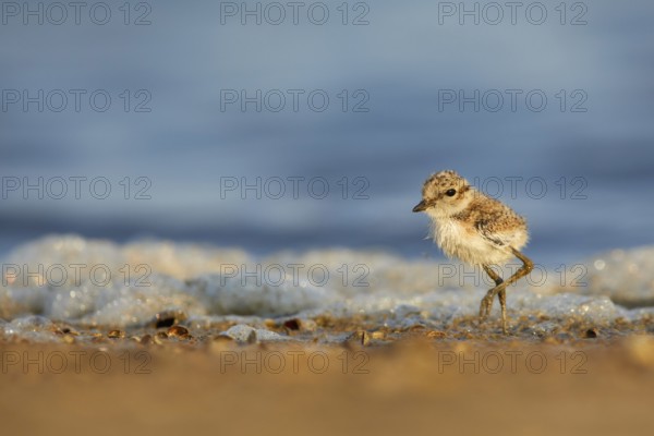 Kentish Plover (Charadrius alexandrinus) chick on beach, Spain