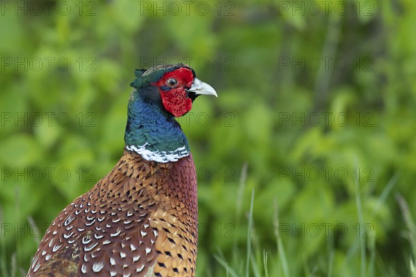 Common Pheasant (Phasianus colchicus) male, Smaland, Sweden
