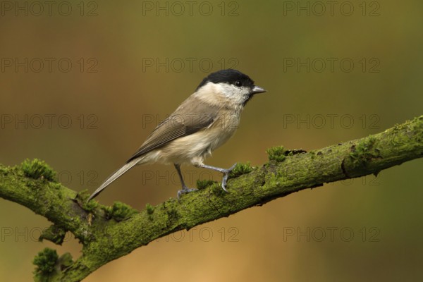 Marsh Tit (Poecile palustris), Utrecht, Netherlands