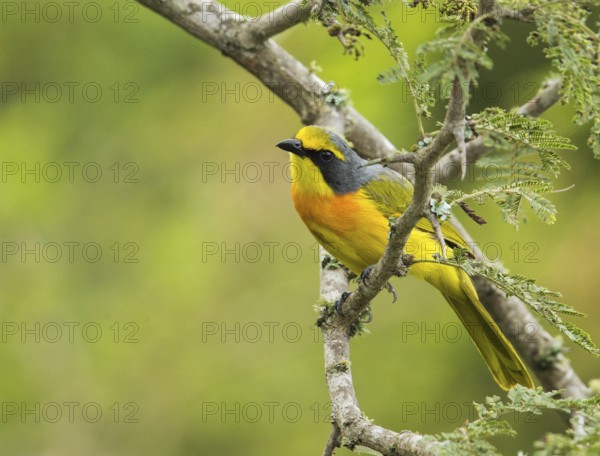 Orange-breasted Bushshrike (Chlorophoneus sulfureopectus), Uganda