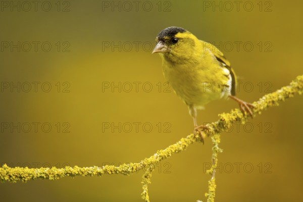 A vibrant European siskin, Spinus spinus, stands out against a soft yellow background, perched gracefully on a mossy branch