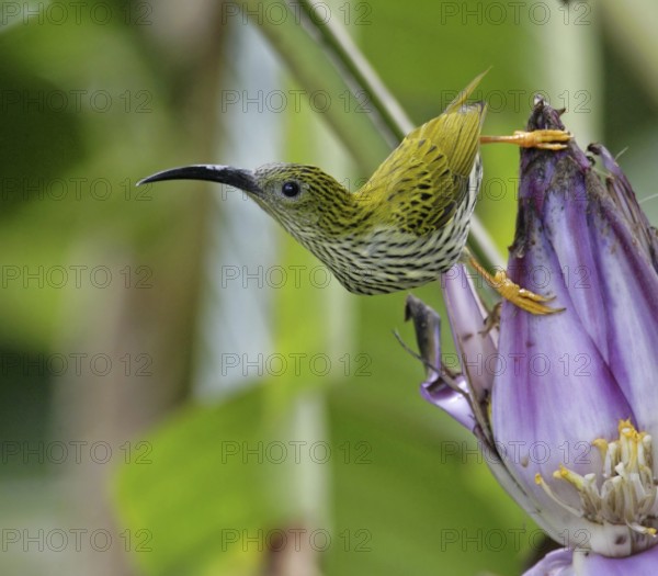 Streaked Spiderhunter (Arachnothera magna), Malaysia
