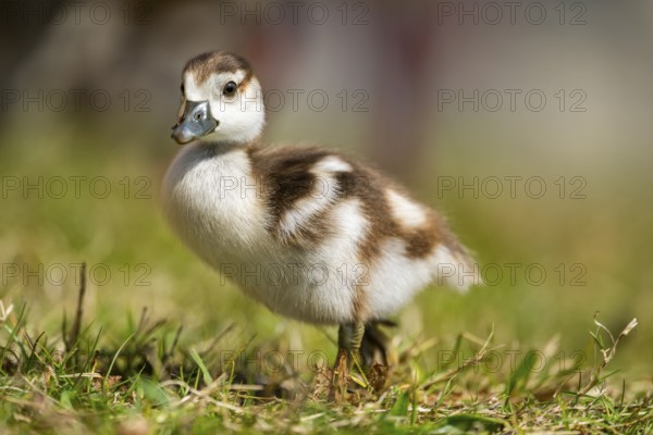 Egyptian goose (Alopochen aegyptiaca) cute chick on a meadow at the shore of a lake, Bavaria, Germany