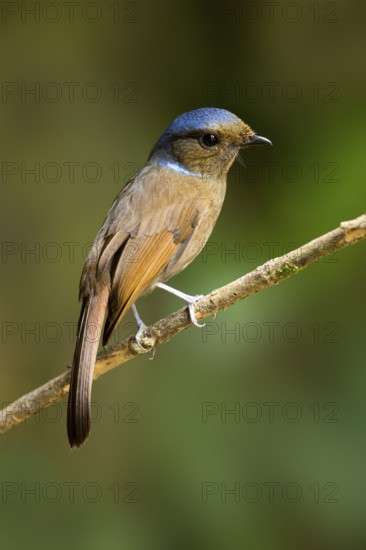 Large Niltava (Niltava grandis) female, Pahang, Malaysia