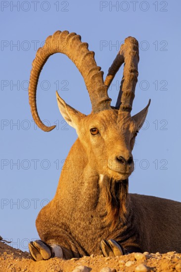 Nubian ibex, Nubian ibex, (Capra nubiana), animals, mammals, ibex, Ben Gurion's Tomb, Midreshet Ben-Gurion, HaDarom, Israel