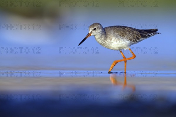Redshank, (Tringa totanus), Animals, Birds, Snipe family, Raysut, Salalah, Sohar, Oman