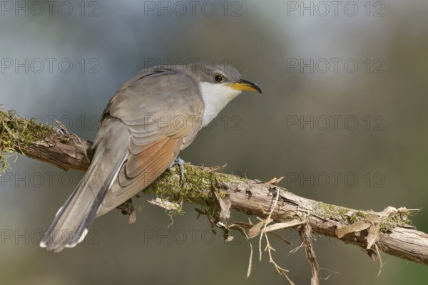 Yellow-billed Cuckoo (Coccyzus americanus) perched on a branch, Texas, USA