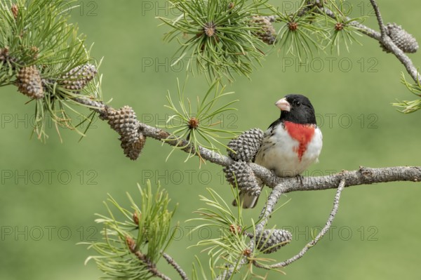 Rose-breasted Grosbeak (Pheucticus ludovicianus) male perched on a branch, Texas, USA