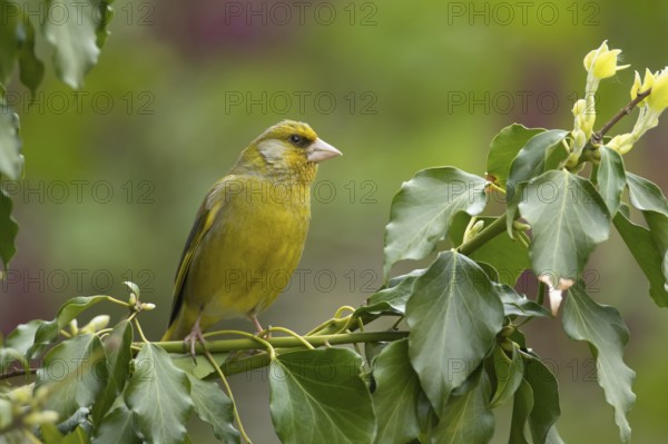 European greenfinch (Chloris chloris) adult male garden bird on an Ivy tree branch, Suffolk, England, United Kingdom