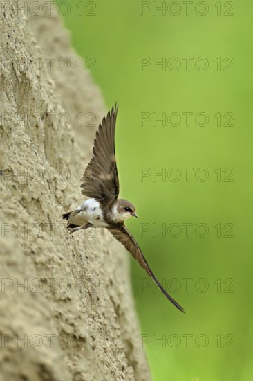 Sand martin (Riparia riparia), taking off from its breeding tube, Reussegg nature reserve, Canton Aargau, Switzerland