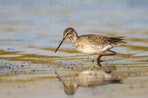 Spotted Redshank (Tringa erythropus) foraging, Lesvos, Greece