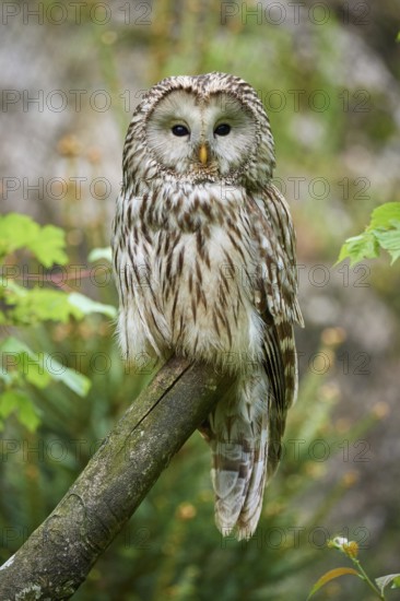Ural owl (Strix uralensis), sitting on a branch with a natural background and observing its surroundings, summer