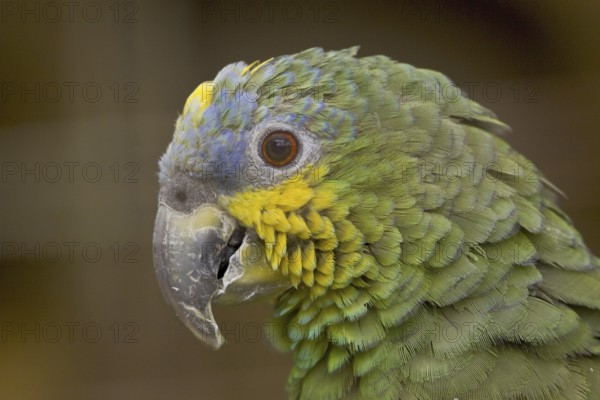 Orange-winged Amazon (Amazona amazonica), Ecuador