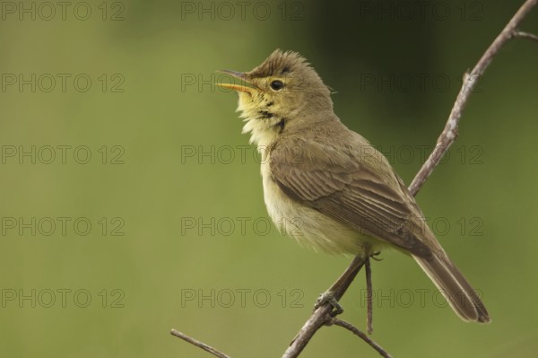 Melodious Warbler (Hippolais polyglotta) singing, Saarland, Germany