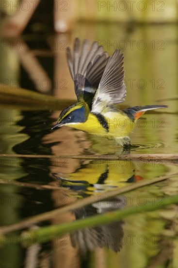 Many-colored Rush Tyrant (Tachuris rubrigastra) juvenile, Santiago Metropolitan, Chile