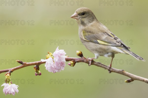 European Greenfinch (Chloris chloris) female, Rhineland-Palatinate, Germany