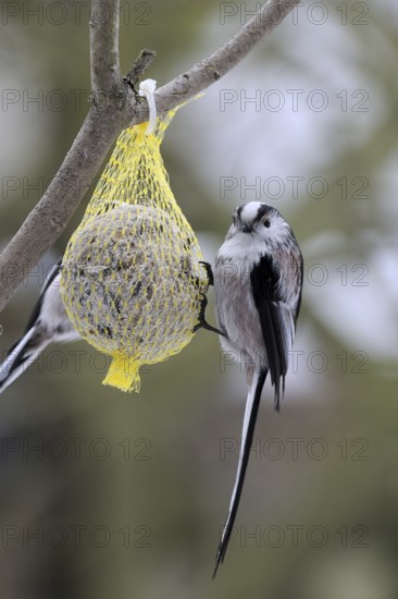 Long-tailed Tit (Aegithalos caudatus), North Rhine-Westphalia, Germany