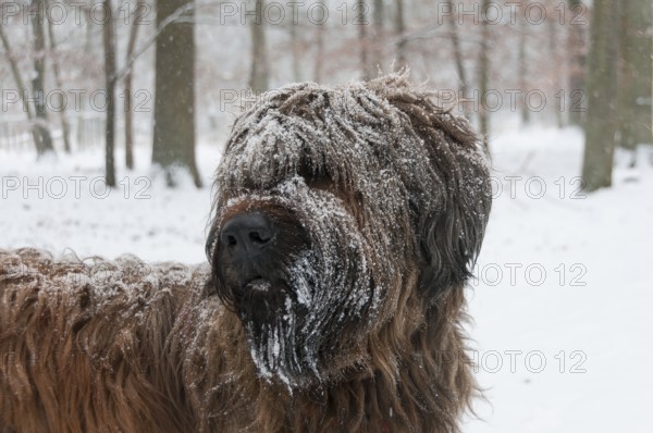 Briard, Berger de Brie in snowfall with snowflakes in fur in winter forest, Mönchbruch Nature Reserve, Rüsselsheim am Main, Hesse, Germany