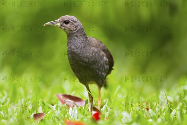 Pale-vented Bush-hen (Amaurornis moluccana ruficrissa), Queensland, Australia