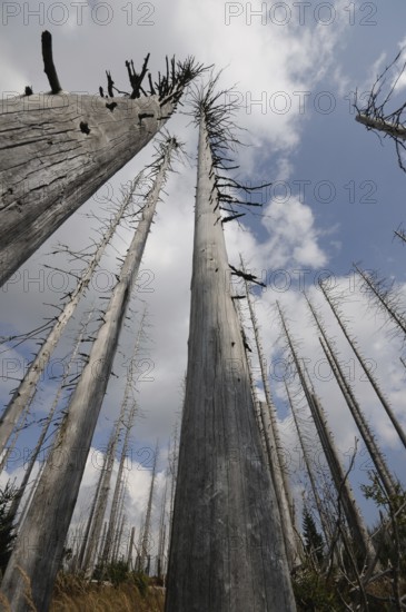 Bare tree trunks rise into the cloudy sky above sparse vegetation, Lusen, Bavarian Forest National Park, Bavaria
