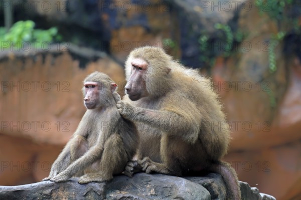Mantled baboon (Papio hamadryas), two animals, grooming, sitting, on rocks, social behaviour