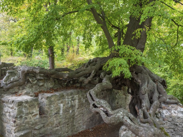 Old gnarled lime tree grows on the walls of a castle ruin, exposed roots form a gate, Lauenburg, Harz, Saxony-Anhalt, Germany