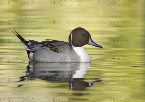 Northern Pintail (Anas acuta) male, Arizona, USA