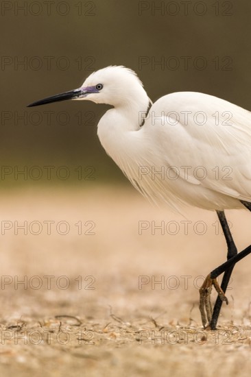 Little Egret (Egretta garzetta), Romania