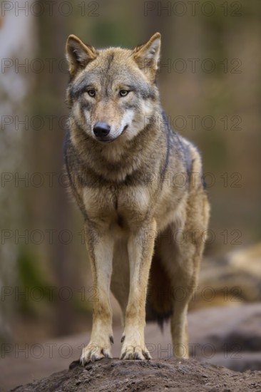 A wolf stands vigilantly in the forest and observes its surroundings, Wolf (Canis Lupus), Germany