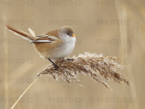 Bearded Reedling (Panurus biarmicus) female, Saxony, Germany