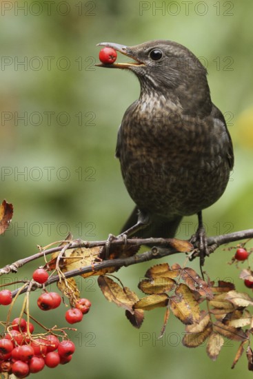 Common Blackbird (Turdus merula) female feeding on European Mountain Ash (Sorbus aucuparia) berries, Lower Saxony, Germany