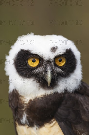 Spectacled owl (Pulsatrix perspicillata) adult bird head portrait, England, United Kingdom - Captive