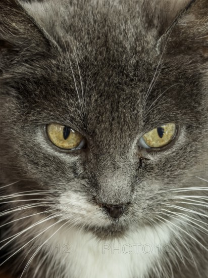 Portrait of gray cat, close-up, looking directly into the camera, Skåne County, Sweden, Scandinavia