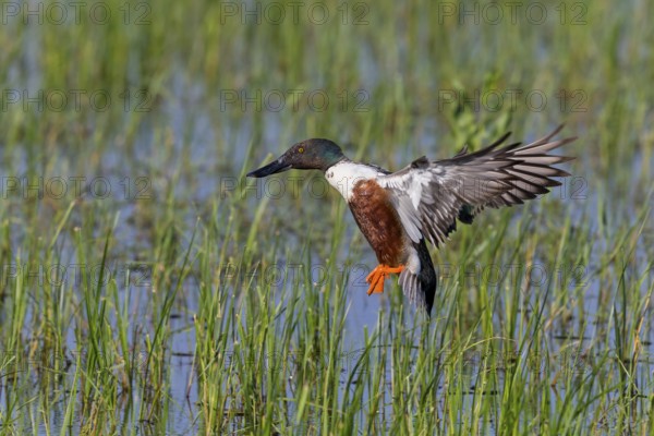Shoveler, (Anas clypeata), flight photo, animals, birds, ducks, duck family, male, Lake Neusiedl, Illmitz, Burgenland, Austria