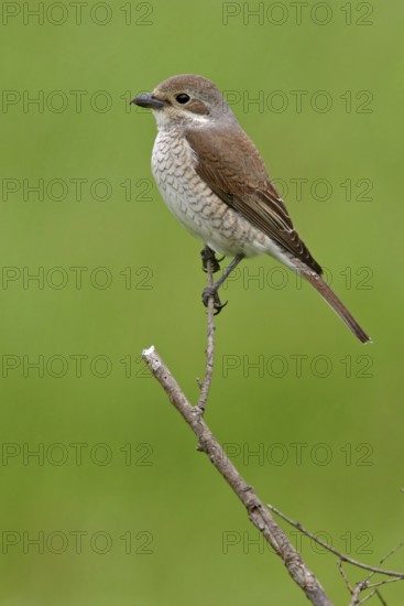 Red-backed shrike (Lanius collurio), Pie-griËche Ècorcheur, AlcaudÛn Dorsirrojo, Spider, spider, Black Sea coast, Hockenheim, Baden-W¸rttemberg, Germany