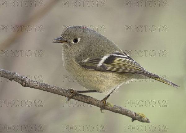 Male Ruby-crowned Kinglet perched on a twig