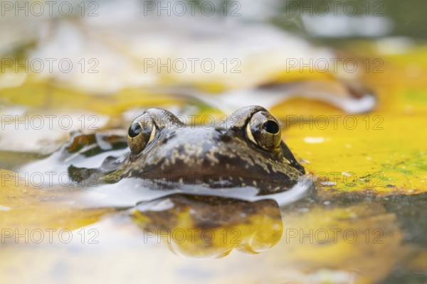 Common frog (Rana temporaria) adult amphibian on the water surface of a pond with fallen autumn leaves, England, United Kingdom