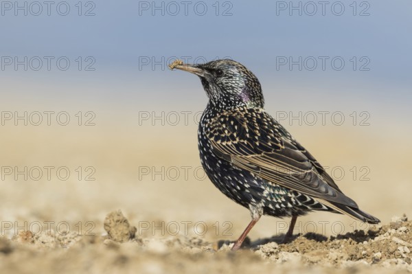 Common Starling - Star - Sturnus vulgaris ssp. vulgaris, Spain