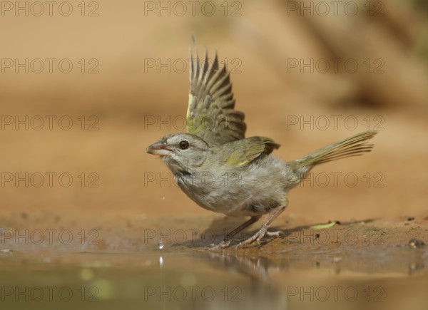 Olive Sparrow (Arremonops rufivirgatus), Texas, USA