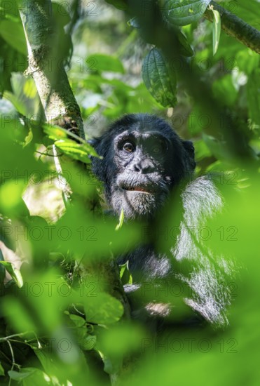 Chimpanzee (Pan Troglodytes), adult male in a tree between leaves, Murchison Falls National Park, Uganda