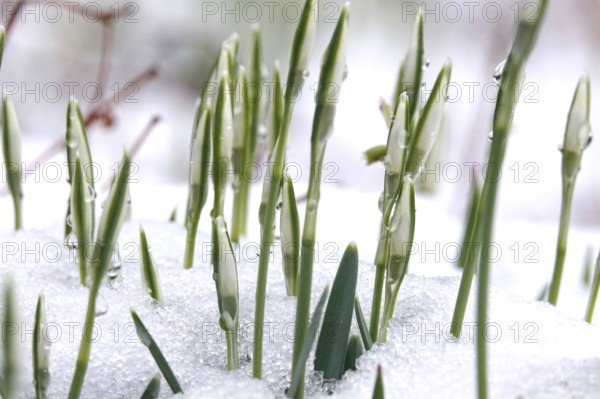 First snowdrops in snow with drops of water, winter, Germany
