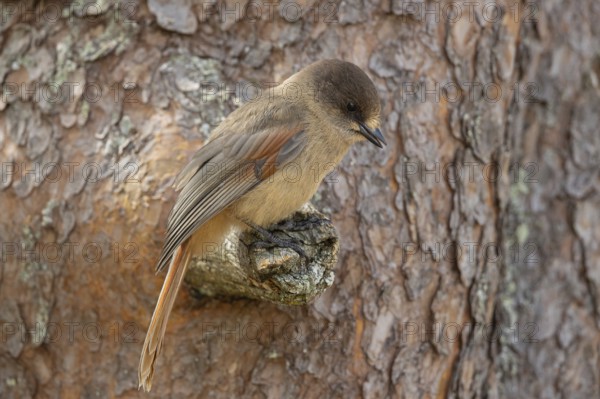 Siberian Jay (Perisoreus infaustus) perched on a branch, Dalarna, Sweden
