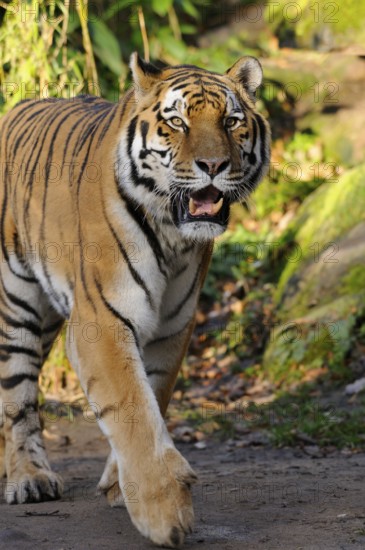 A tiger strides along a path surrounded by lush vegetation, Siberian tiger (Panthera tigris altaica), captive