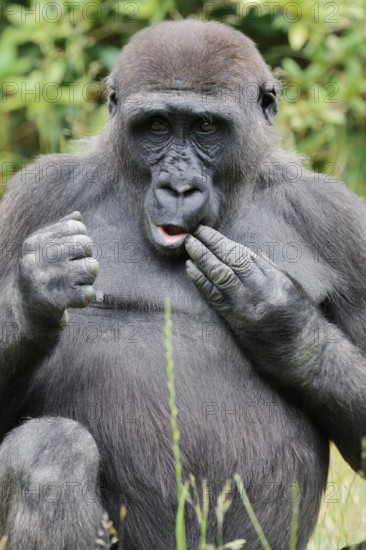 Western lowland gorilla (Gorilla gorilla gorilla), juvenile, captive, native to Africa