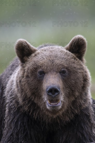 Brown bear (Ursus arctos) in the Finnish taiga, Kuusamo, Finland